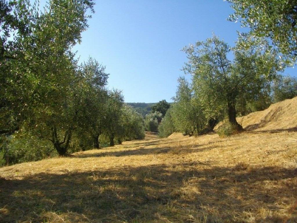 Terrarossa